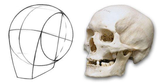 How to Draw the Human Head: Techniques and Anatomy