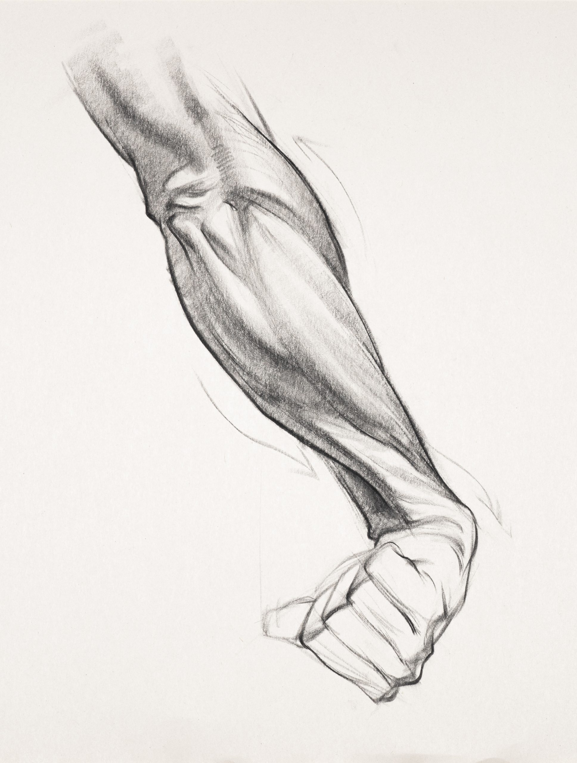 Arm Anatomy Demo – Stan Prokopenko