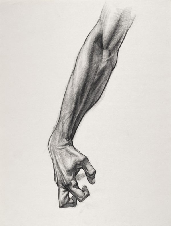 Arm Anatomy Study – Stan Prokopenko